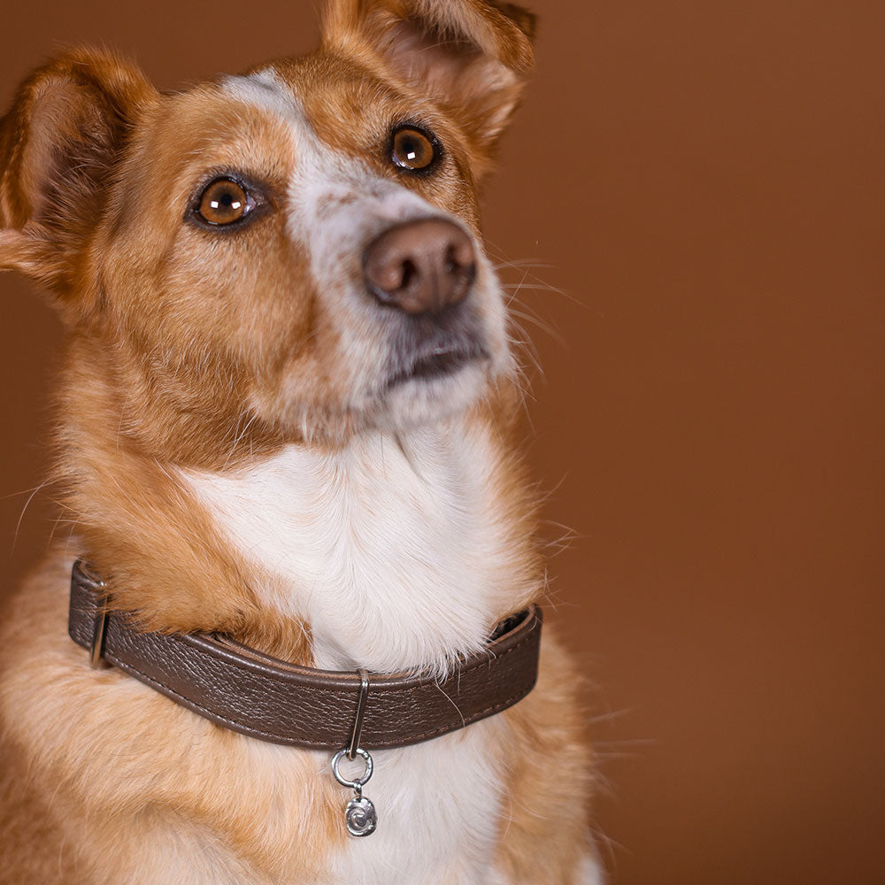 Zoe Dog Silver Locket